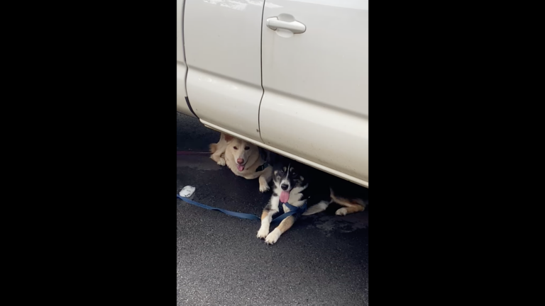 Dedham pet owner cited for leaving dogs tied to car in hot weather